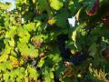 vignoble4