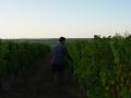 vignoble3